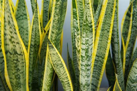 beamtenspargel|Bogenhanf (Sansevieria) online kaufen